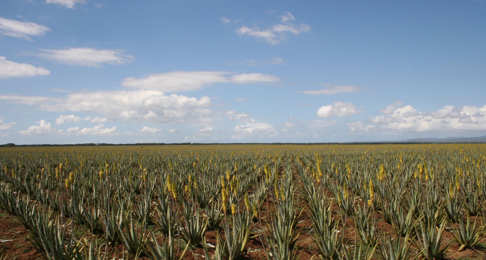 Aloe vera field in bloom