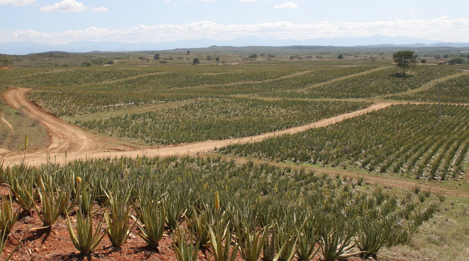 Forever aloe vera plantations as far as the eye can see