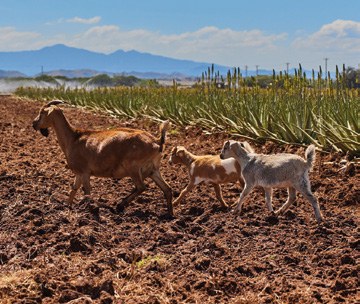 Goats weeding a Forever aloe vera field