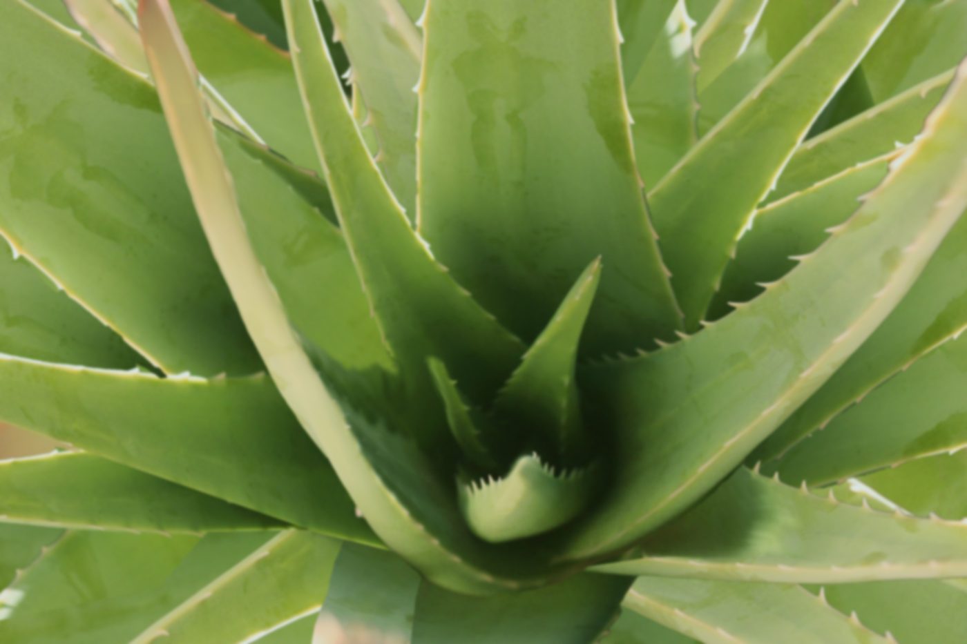 The heart of an aloe vera plant