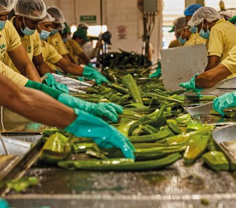 Filleting aloe vera leaves to extract the gel