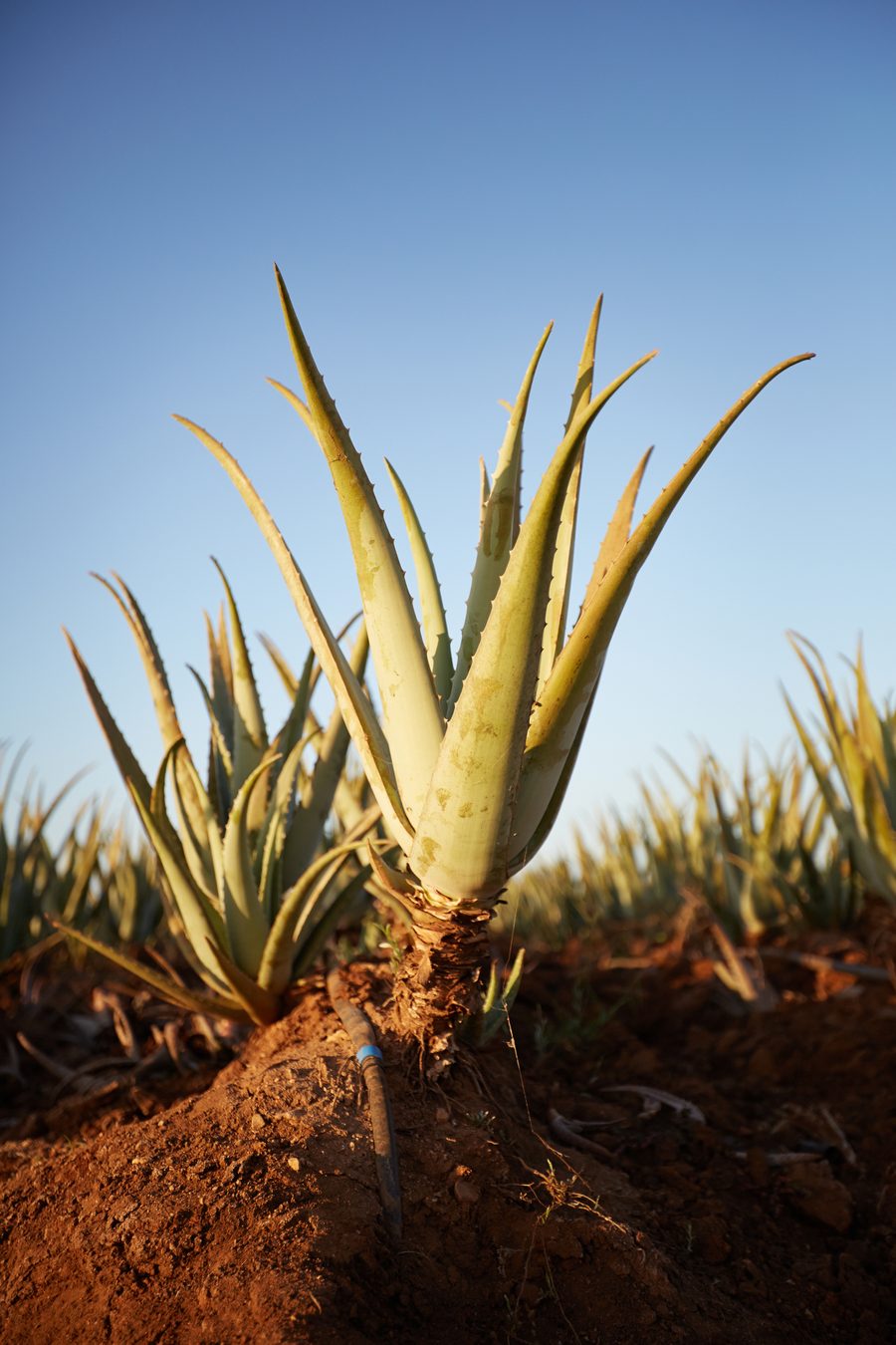 Aloe vera plant in a field