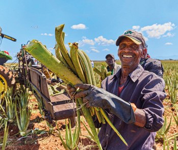 Hand harvesting aloe vera leaves